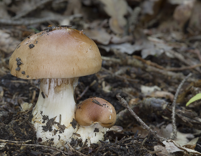 Cortinarius pseudoarcuatorum